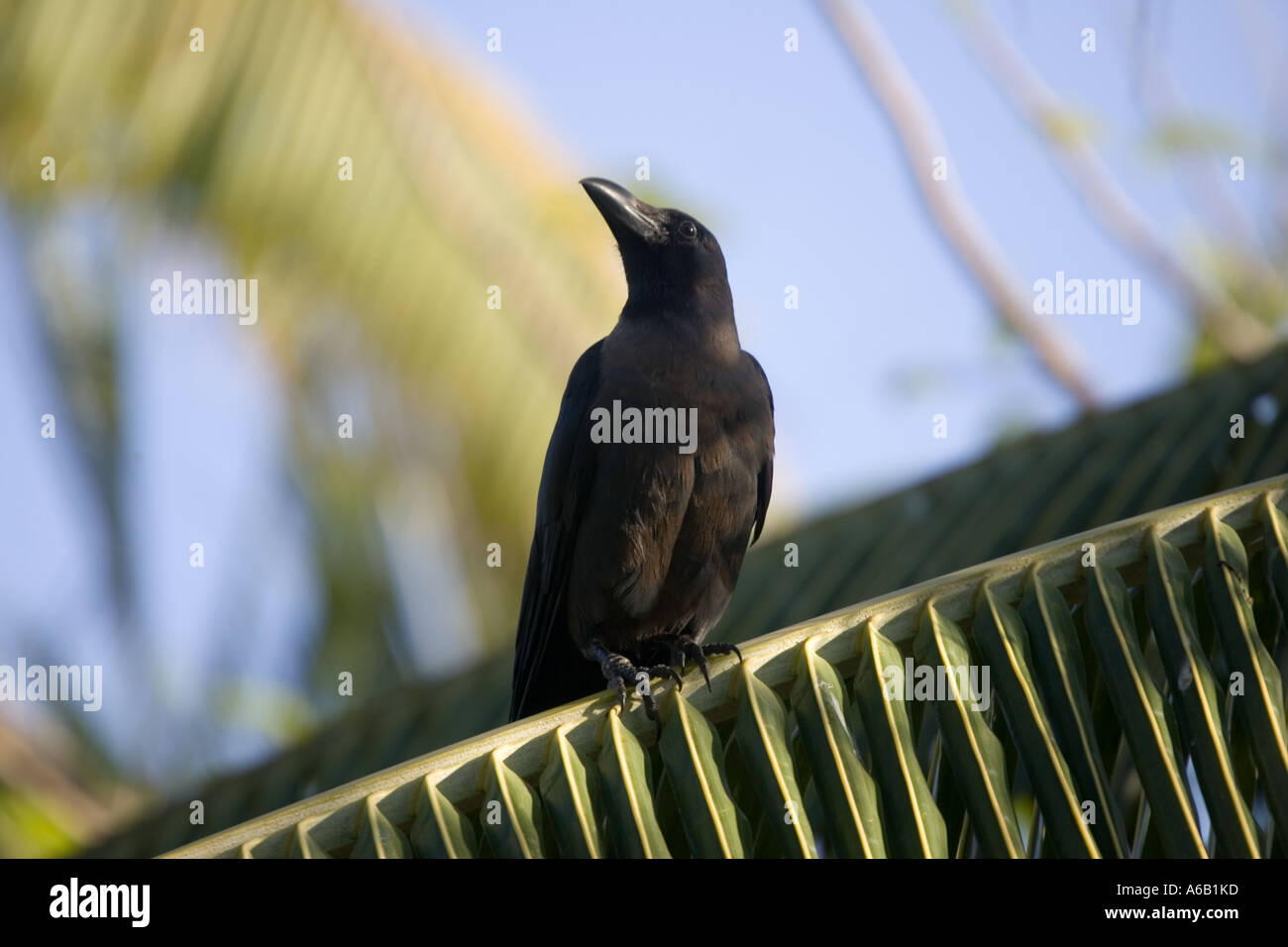 The Indian house crow Corvus splendens is now a pest species following escape of caged birds on Kenyan Coast Stock Photo