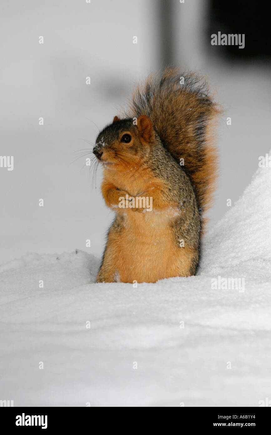 A fox squirrel foraging in fresh snow. Stock Photo