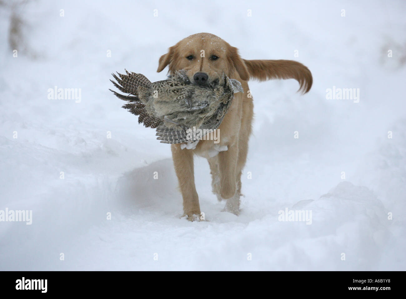 Golden Retriever carrying a pheasant. Stock Photo