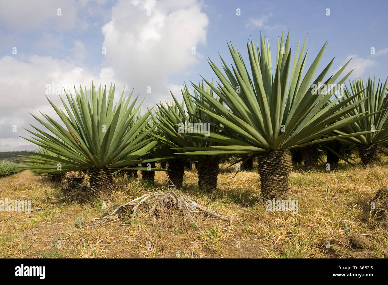 Sisal plantation near Mombasa on Kenya Coast Africa Stock Photo