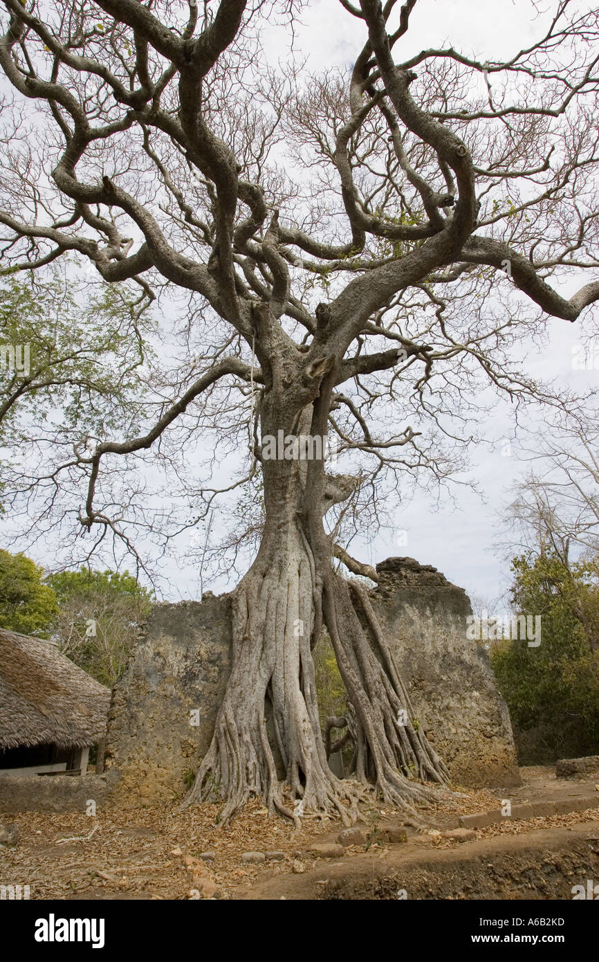 Strangling fig tree hi-res stock photography and images - Alamy