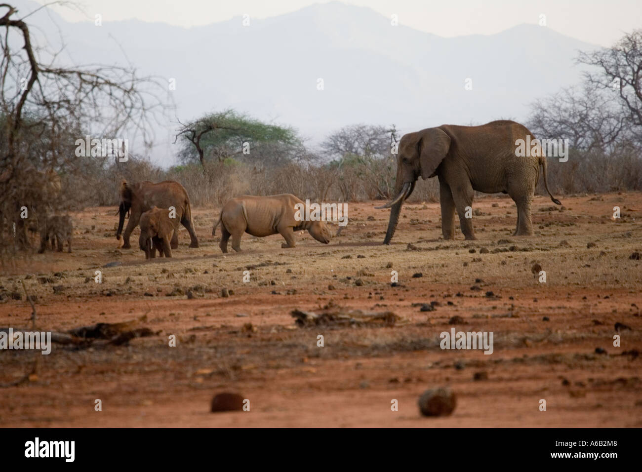 Black rhino and elephant at waterhole Ngulia Rhino sanctuary Tsavo National  Park West Kenya Stock Photo - Alamy