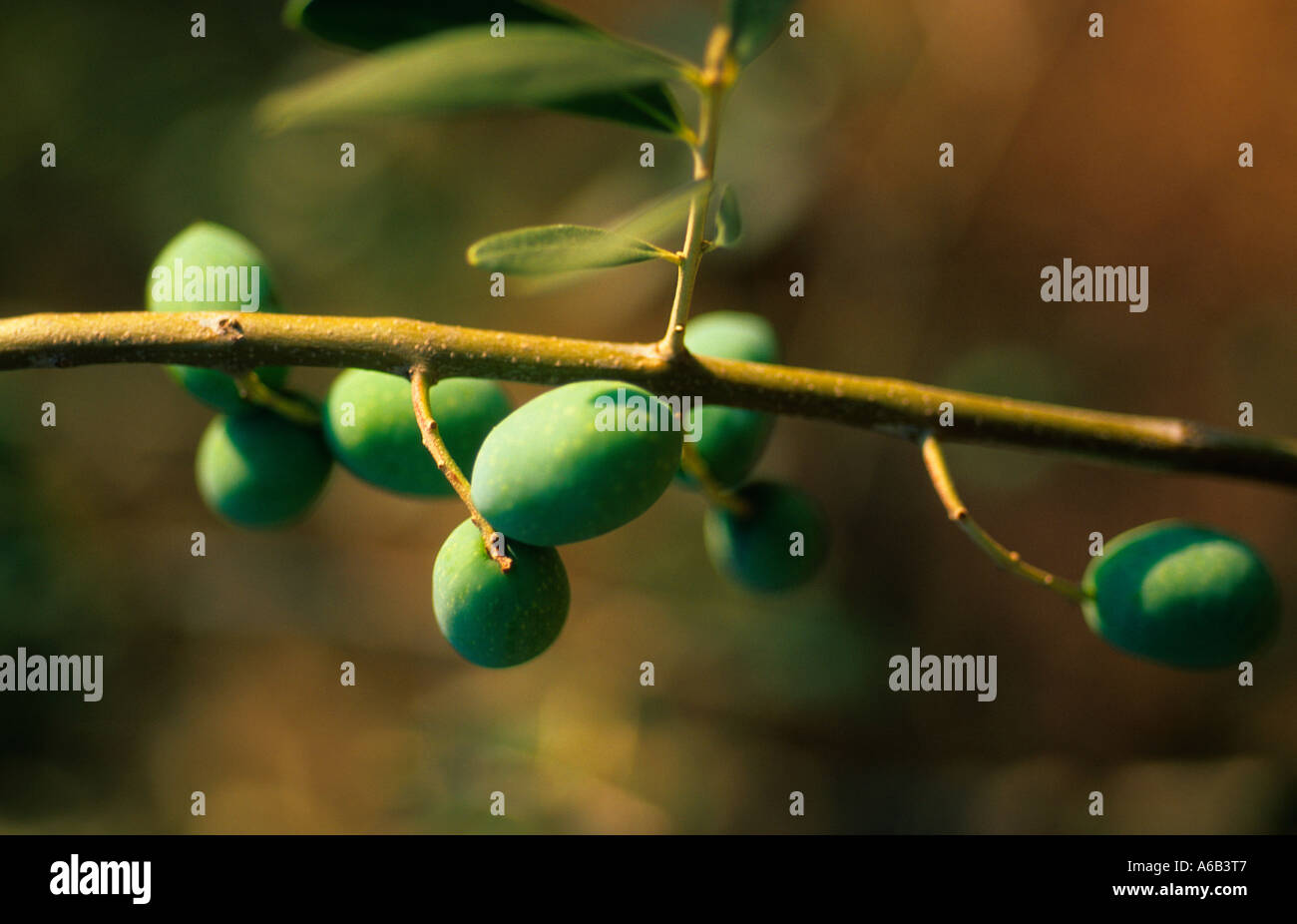 Olive tree branch with ripe green olives growing. Italian agriculture