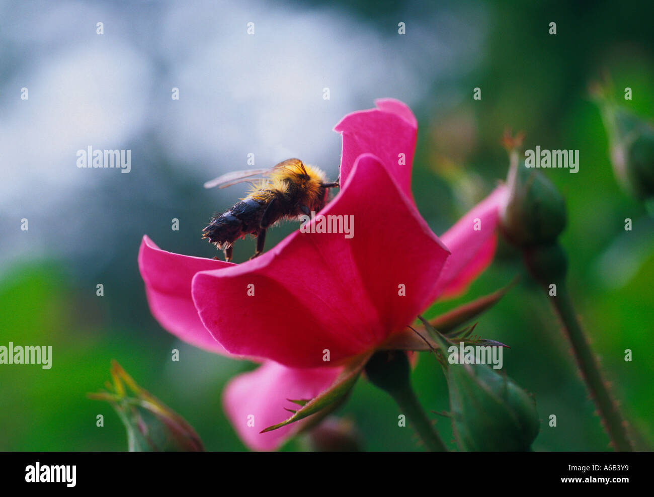 Flowers for bees. Bee pollinating a red rose in a summer garden in