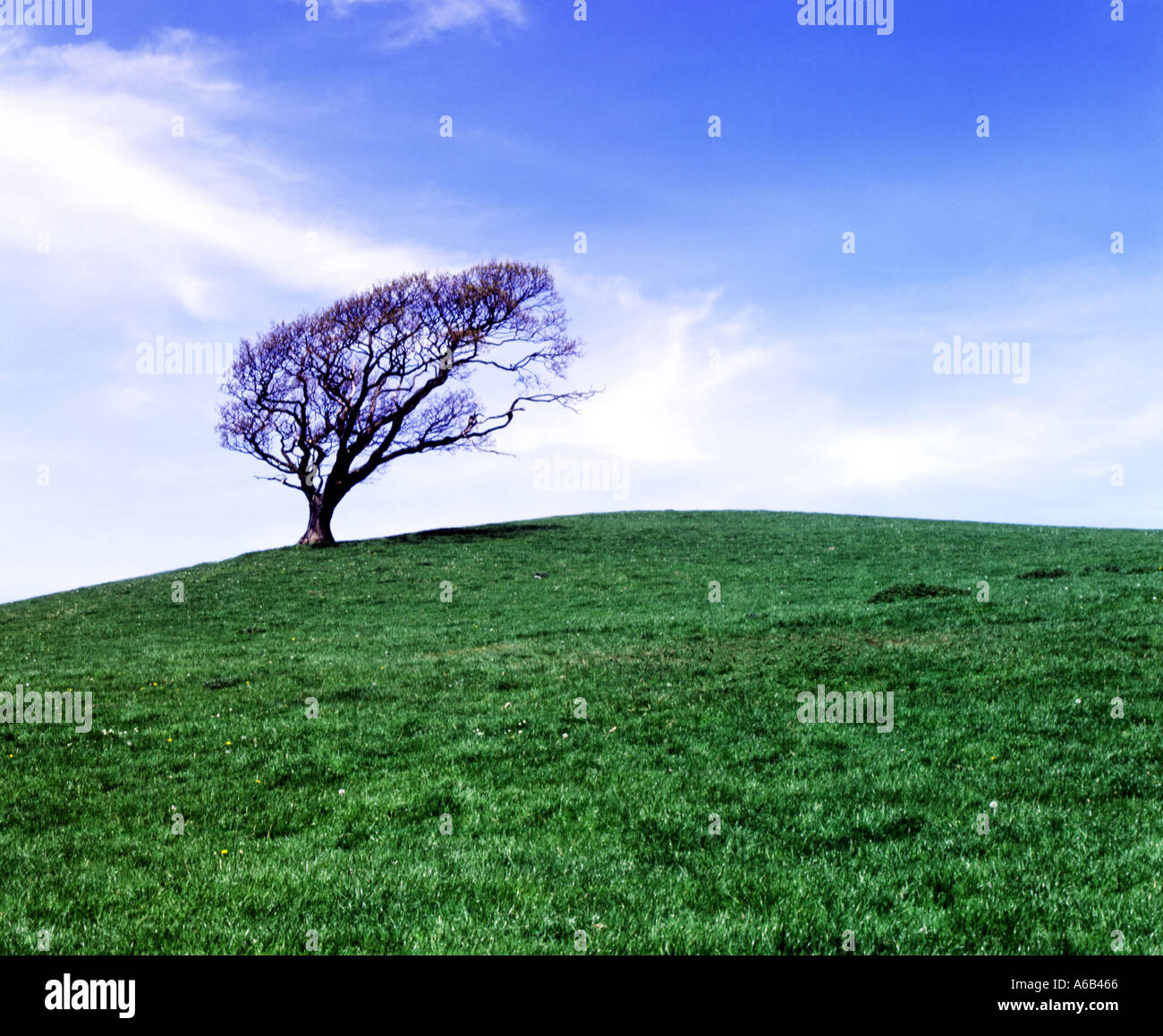 Windswept Tree on Hill Conwy County Borough North Wales UK United Kingdom Europe Stock Photo