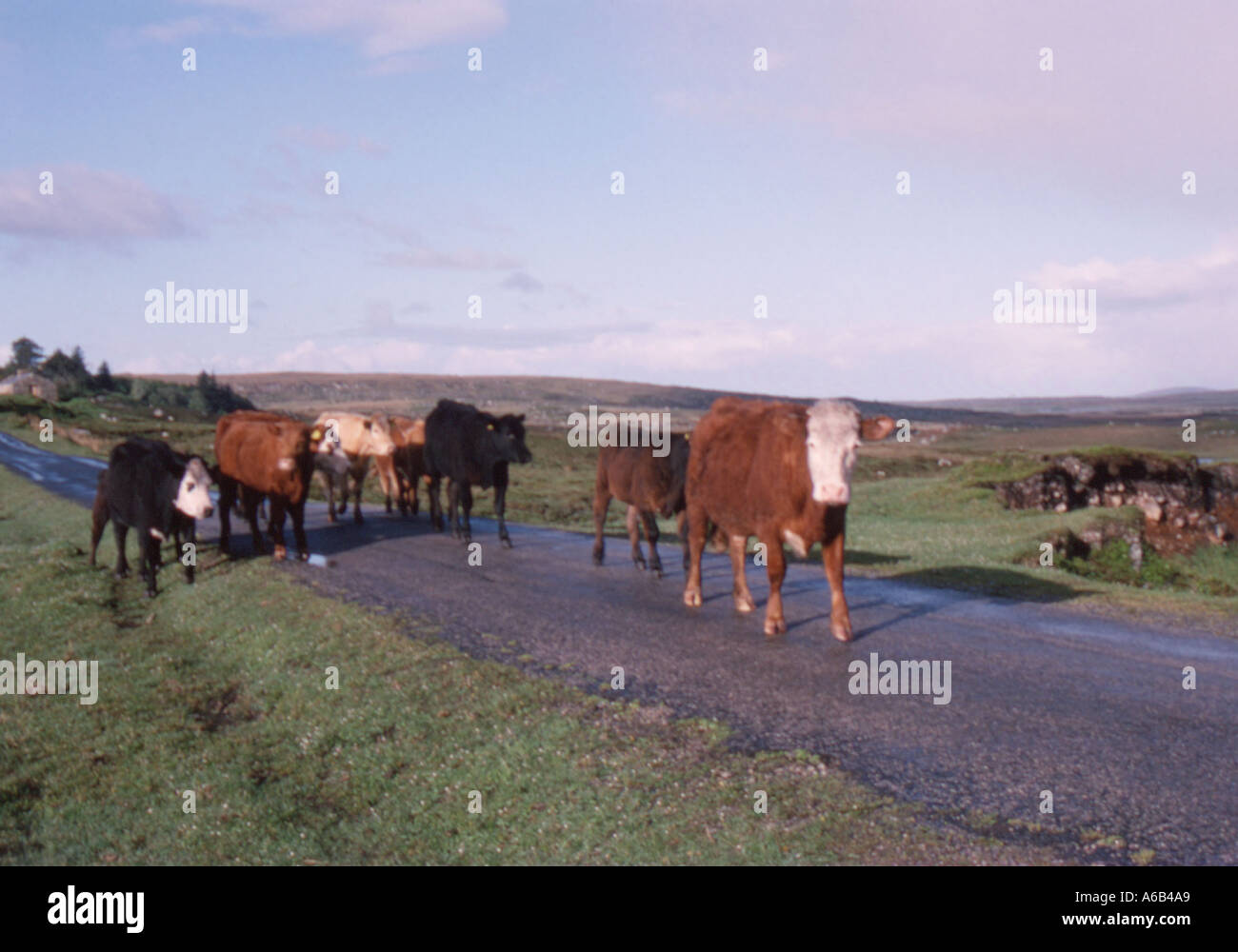 When the cows come home hi-res stock photography and images - Alamy