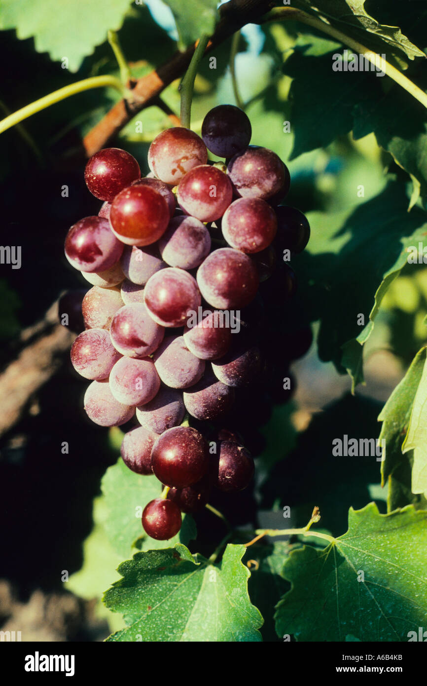 Grapes on a vine. Red grapes growing on vines in a vineyard in the Aude Languedoc Roussillon