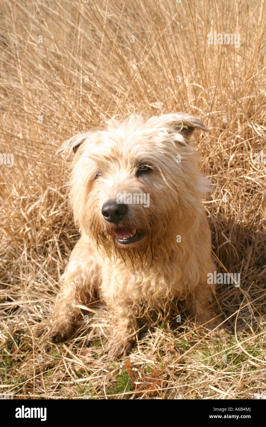 Irish glen imaal terrier hires stock photography and images Alamy