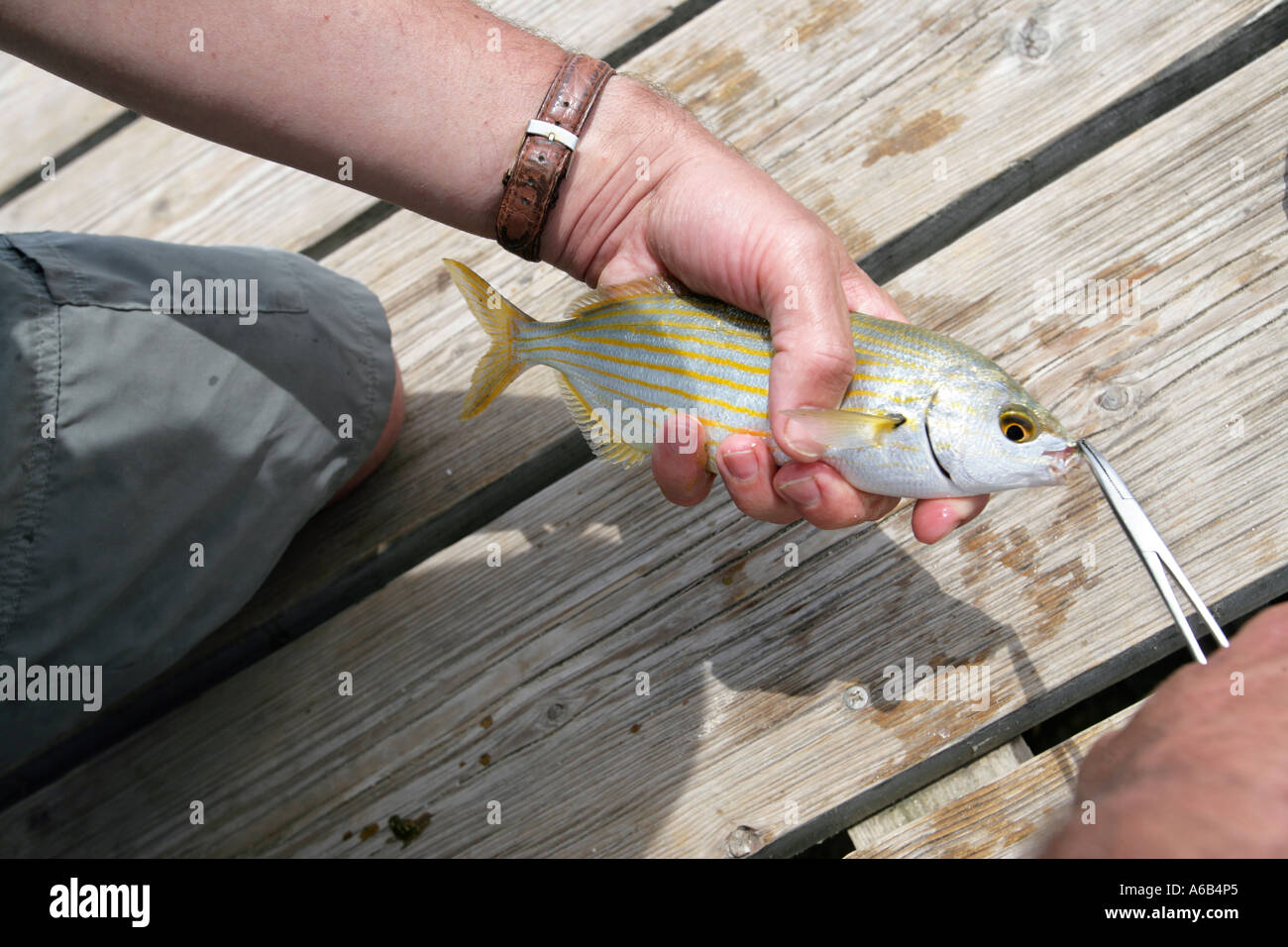 Man catching small fish Stock Photo - Alamy