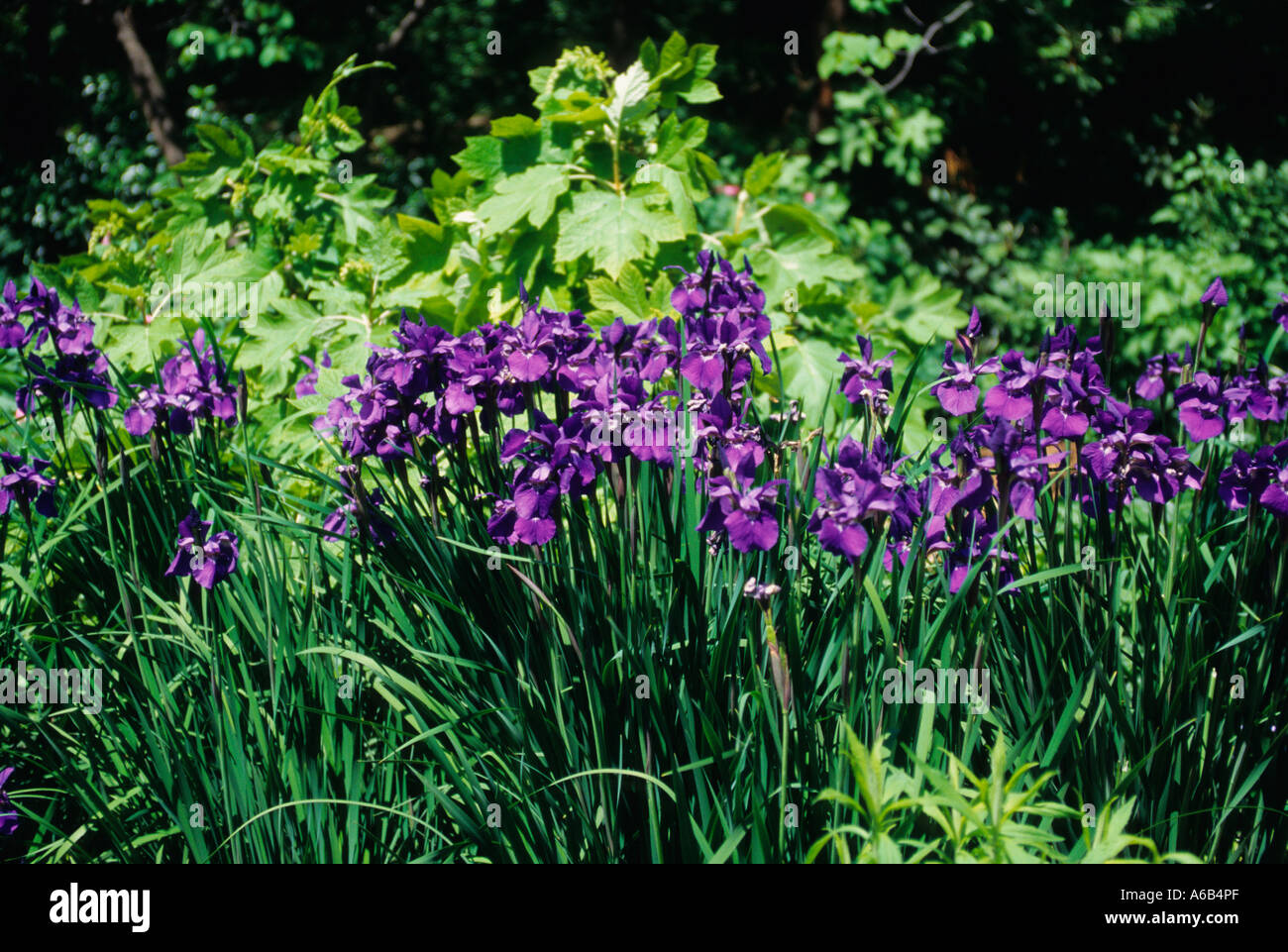 Purple Iris Growing in a Garden Stock Photo