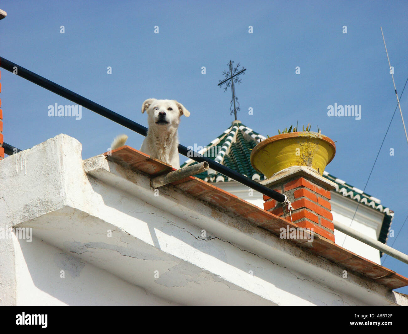 Dog guards roof garden old quarter of Velez Malaga Spain Stock Photo