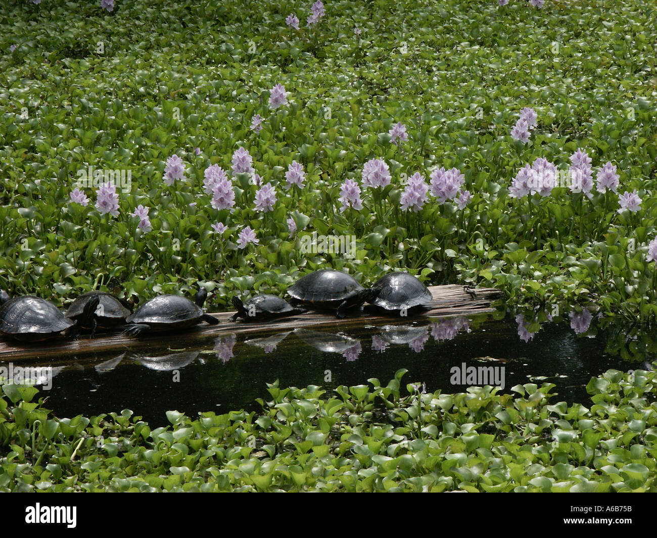 Water hyacinths and turtles Audubon Zoo New Orleans Stock Photo Alamy