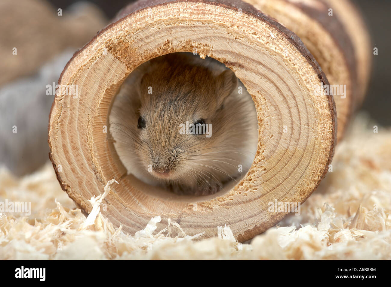 Gerbil in a hollow log in captivity. March 2007 Stock Photo