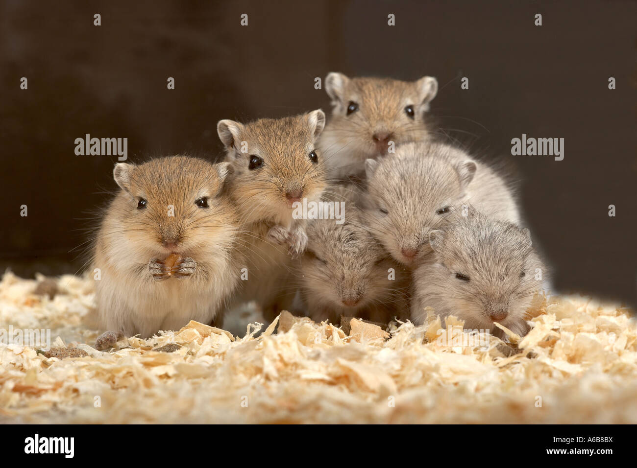 Baby Gerbils In Captivity High Resolution Stock Photography And Images Alamy