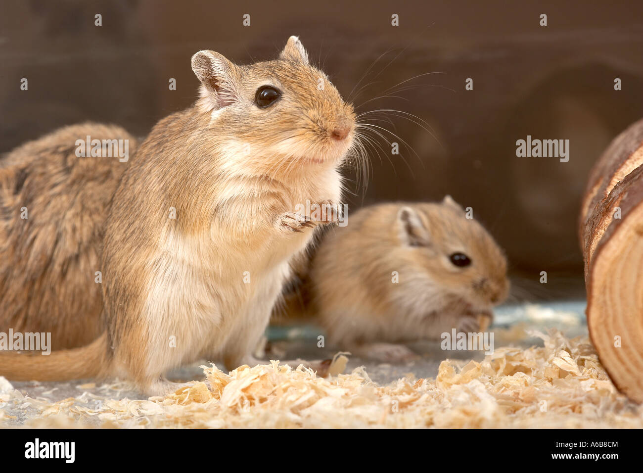Mother Baby Gerbils In Captivity High Resolution Stock Photography And Images Alamy