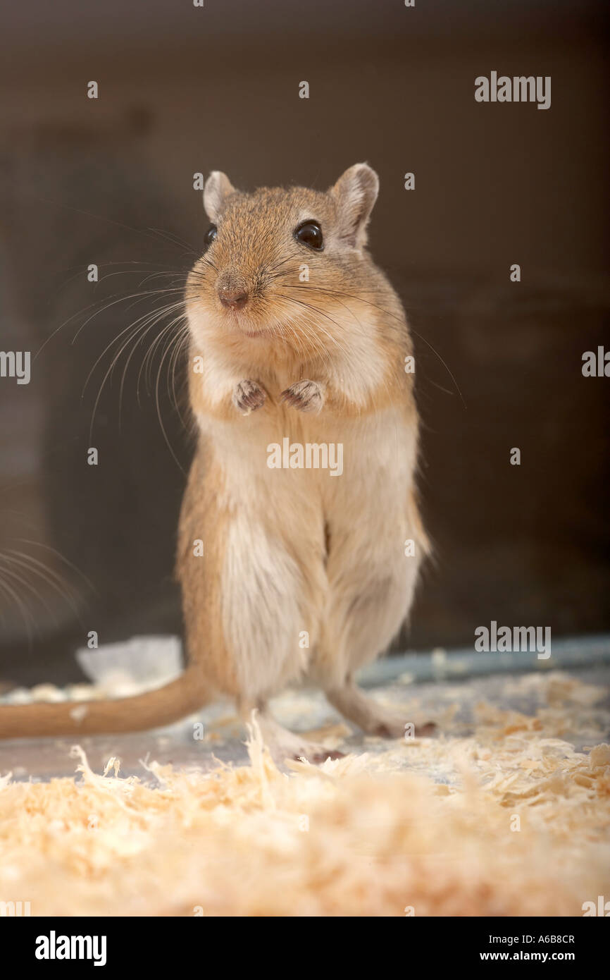 Gerbil standing on its hind legs in captivity. March 2007 Stock Photo
