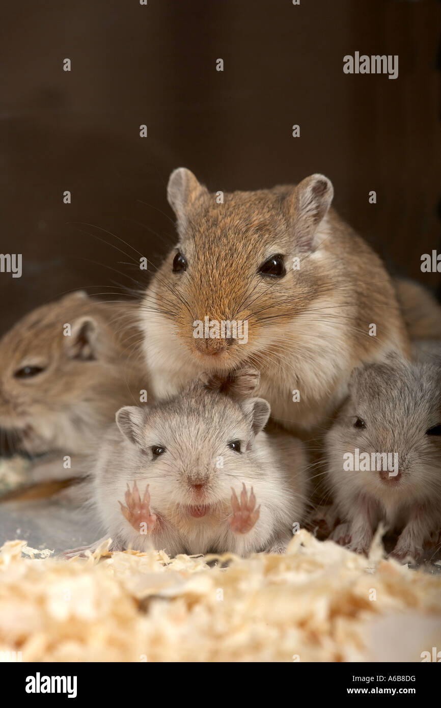 Mother and baby gerbils in captivity. March 2007 Stock Photo