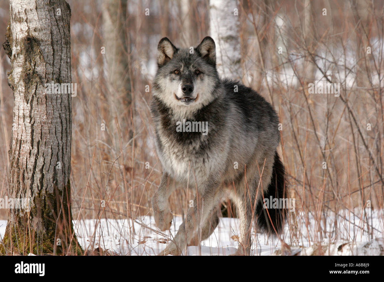 Black Timber Wolf in Northern Minnesota ready to dart off running Stock ...
