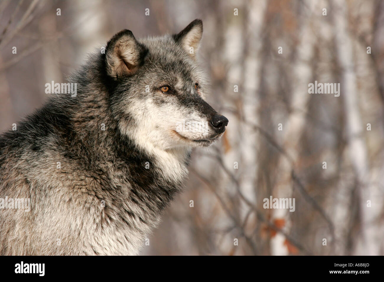Black Timber Wolf profile in Northern Minnesota Stock Photo - Alamy