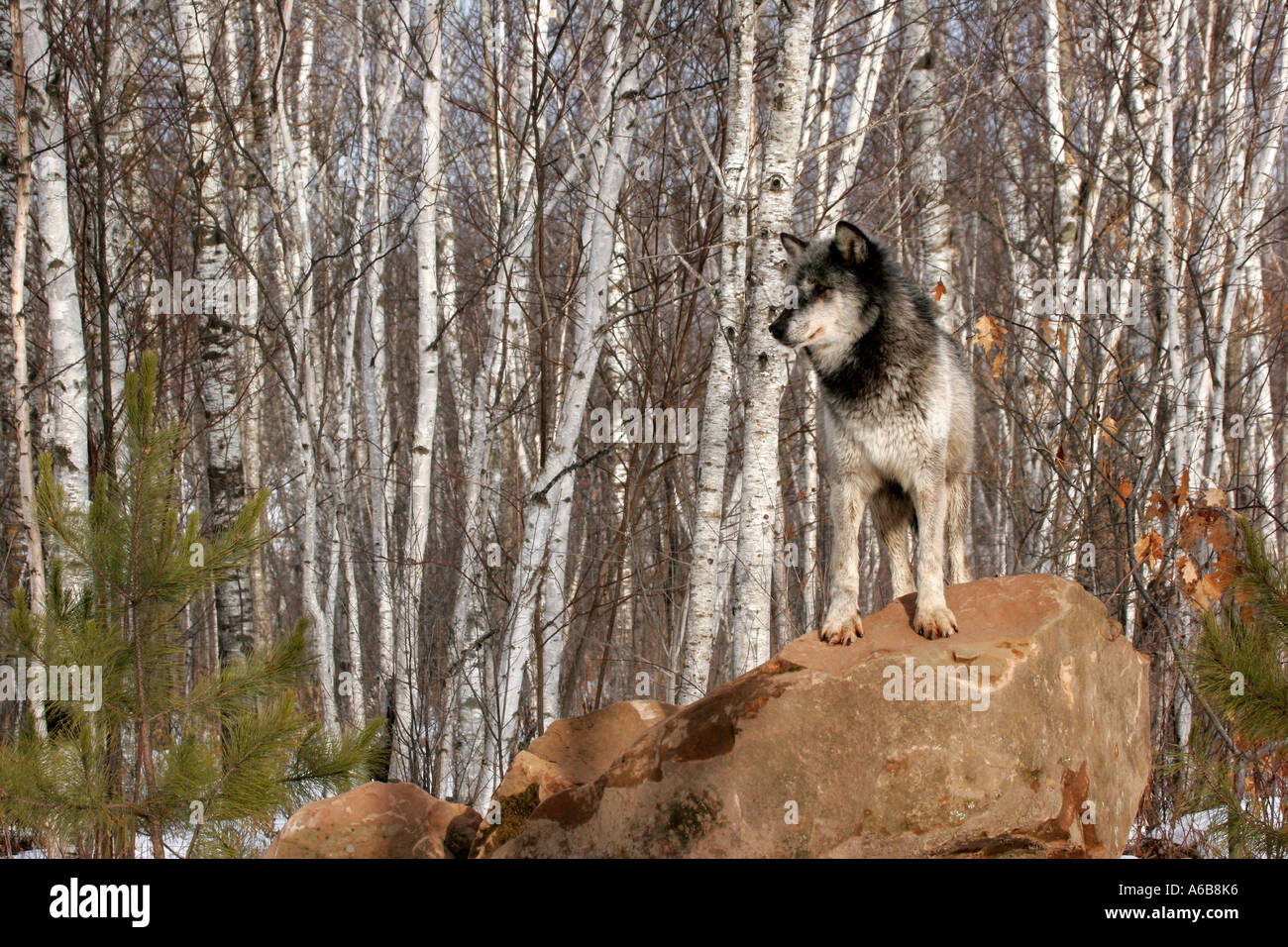 Black Timber Wolf in Northern Minnesota Stock Photo Alamy