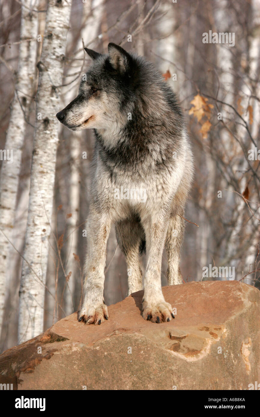 Black Timber Wolf in Northern Minnesota Stock Photo Alamy