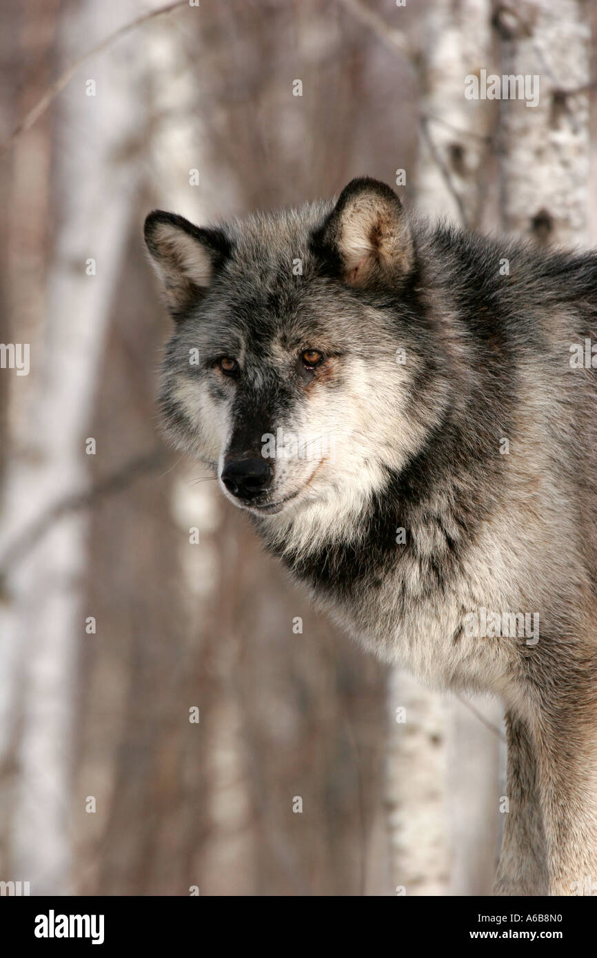 Black Timber Wolf in Northern Minnesota Stock Photo Alamy