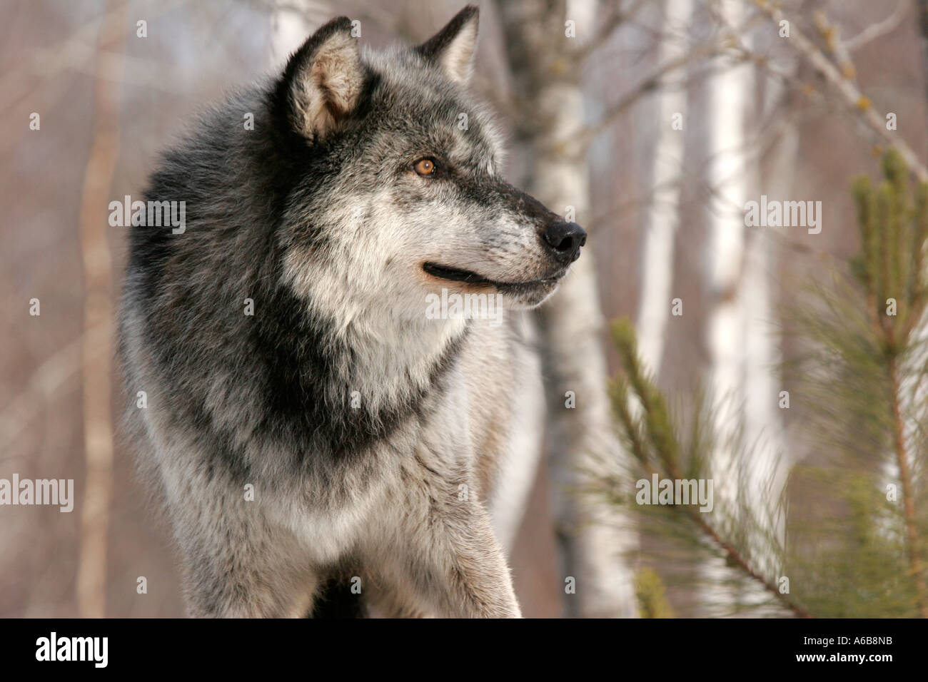 Northern Timber Wolf High Resolution Stock Photography And Images Alamy