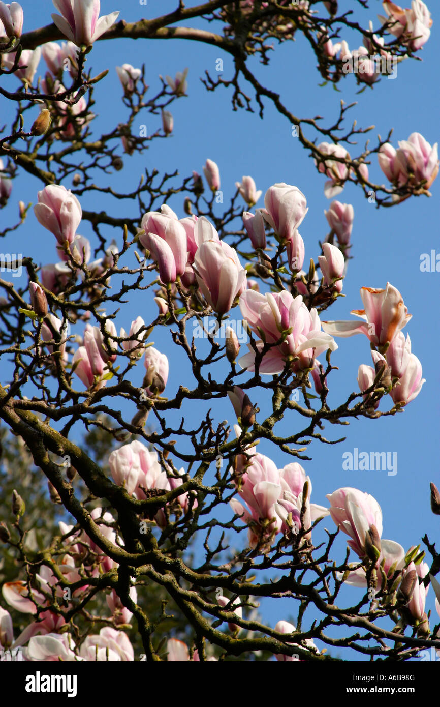Pink Magnolia blossom in Spring in an English Garden Stock Photo - Alamy