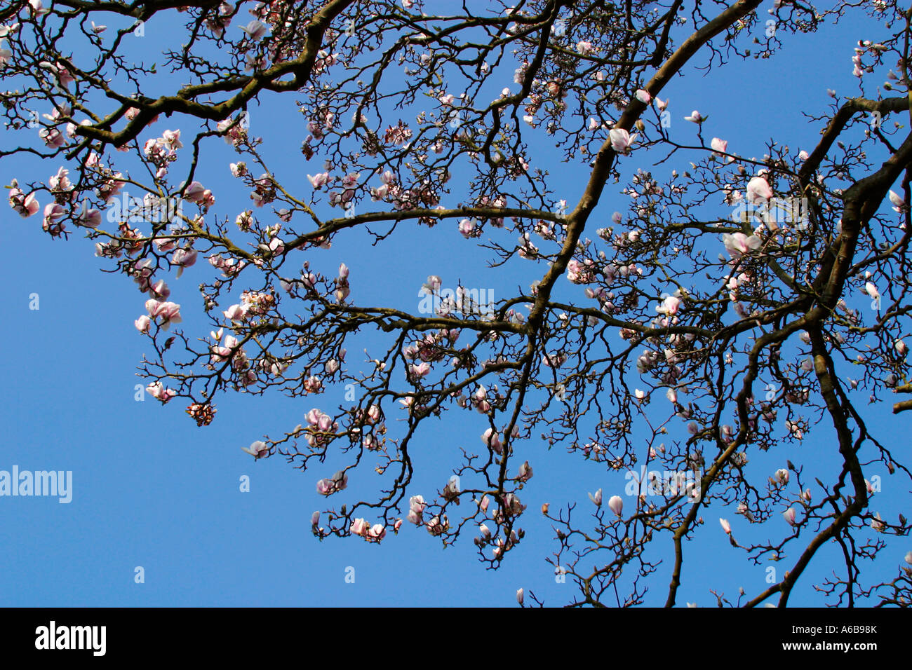 Magnolia blossom in an English Garden Stock Photo - Alamy