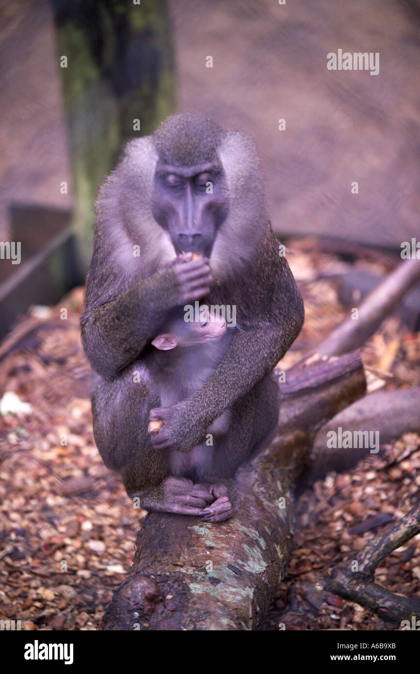 Bibundi primate Drill baboon with newborn baby Stock Photo Alamy