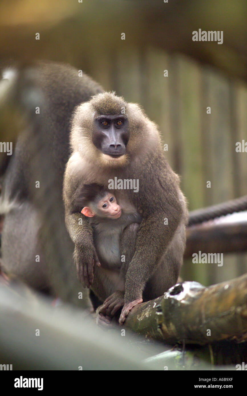 Bibundi primate Drill baboon with newborn baby Stock Photo Alamy