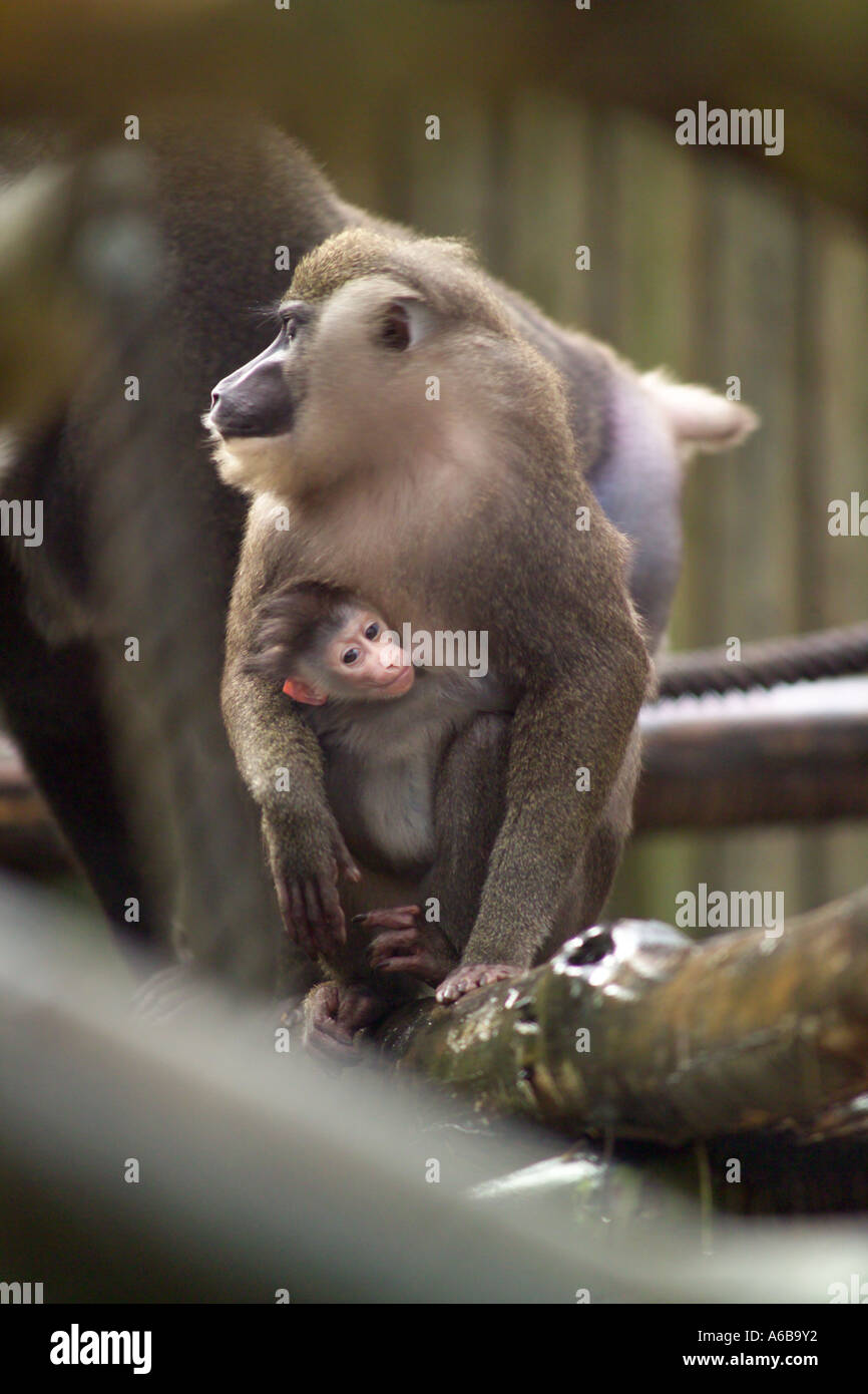 Bibundi primate Drill baboon with newborn baby Stock Photo Alamy