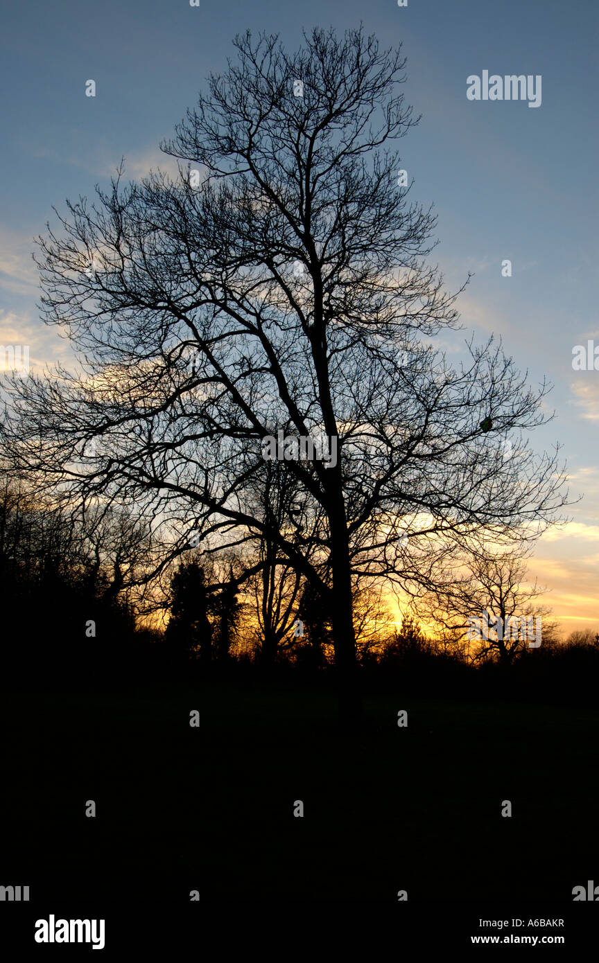Trees in a park in the uk with silhouettes of the branches with the sunset behind it taken in the winter where there is few leav Stock Photo