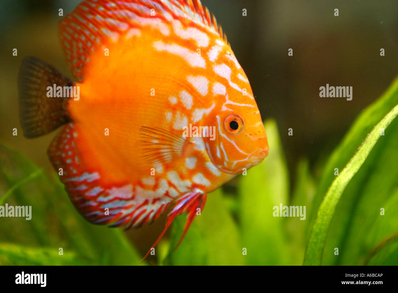 Discus fish inside aquarium, Symphysodon aequifasciatus Stock Photo