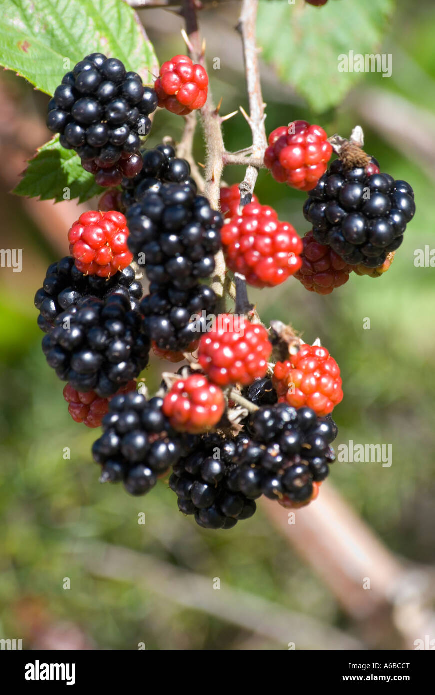 Ripening blackberries Stock Photo