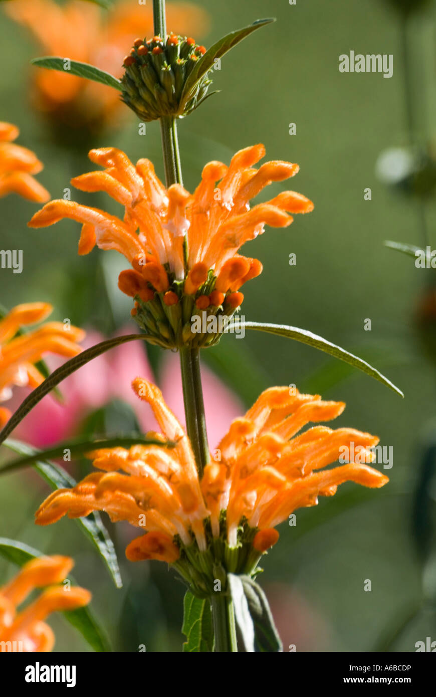 The orange flowers of the South African grassland shrub, Leonotis leonorus also known as lion's tail and wild dagga, in bloom. Known as a drug. Stock Photo