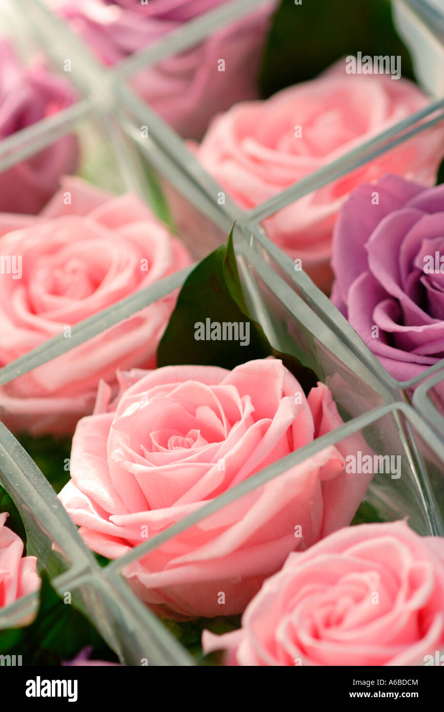 Flowerpot roses hi-res stock photography and images - Alamy