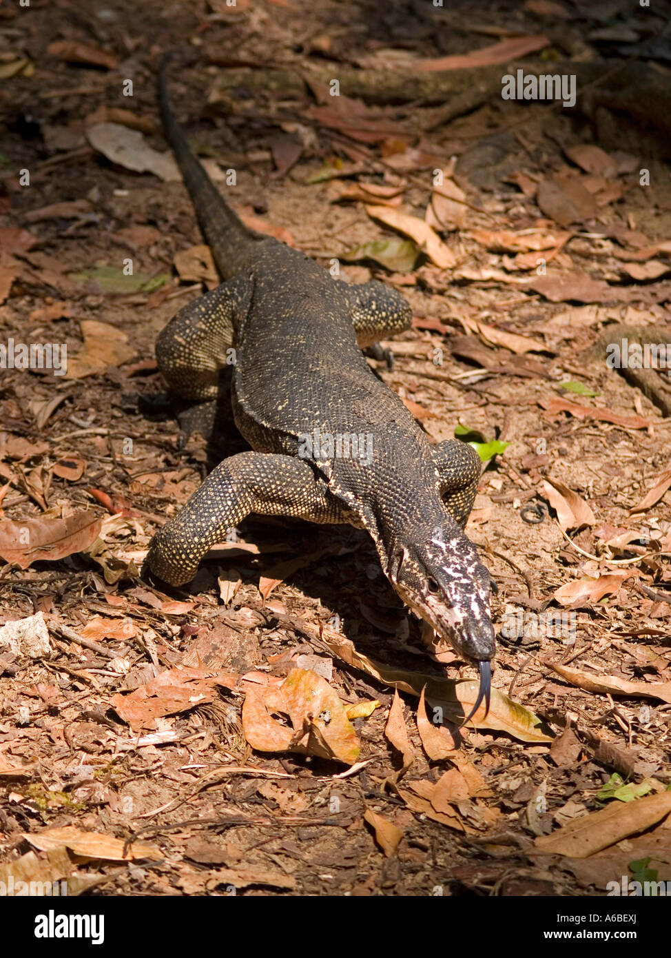 Monitor Lizard Foraging On Forest Floor Palawan Philippines Stock