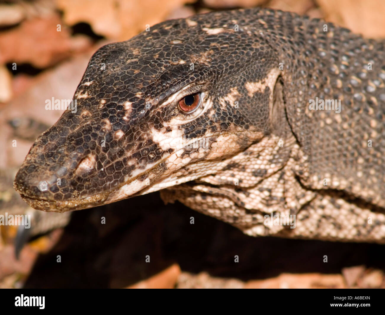 Philippines palawan reptiles monitor lizard hires stock photography