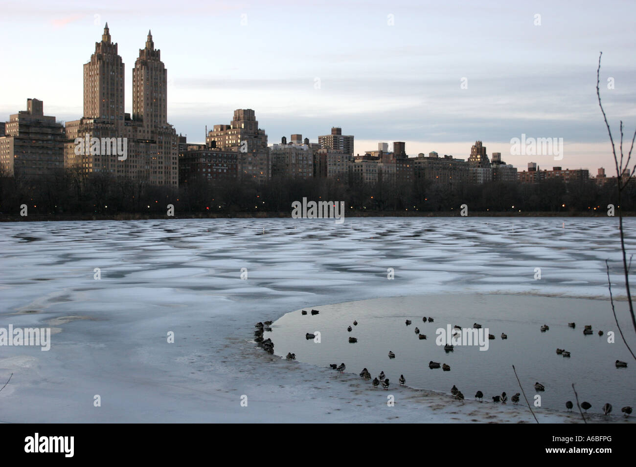 Flock of Birds on unfrozen reservoir, Central Park, New York Stock Photo