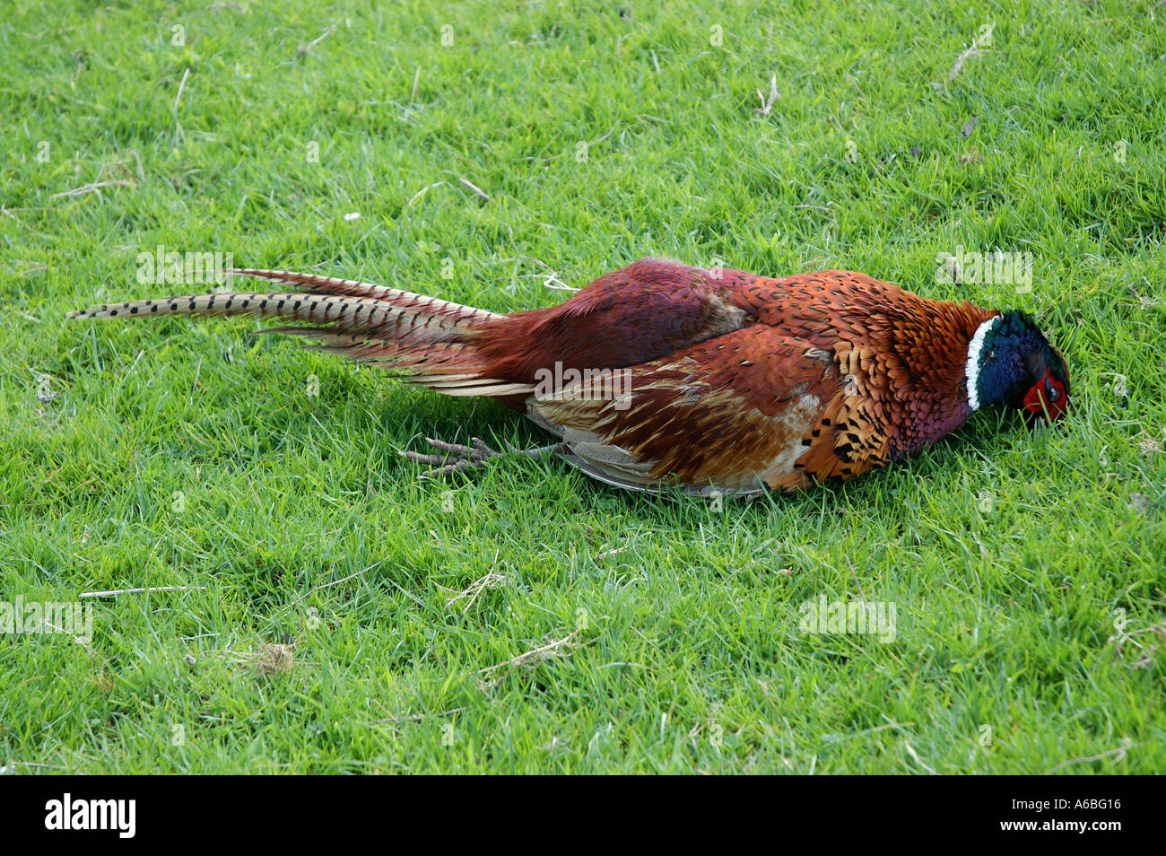 Dead pheasant hi-res stock photography and images - Alamy