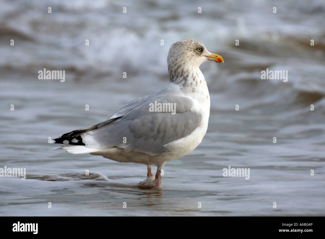 Sahrish Gull Sea gull in shallow hi-res stock photography and images - Alamy