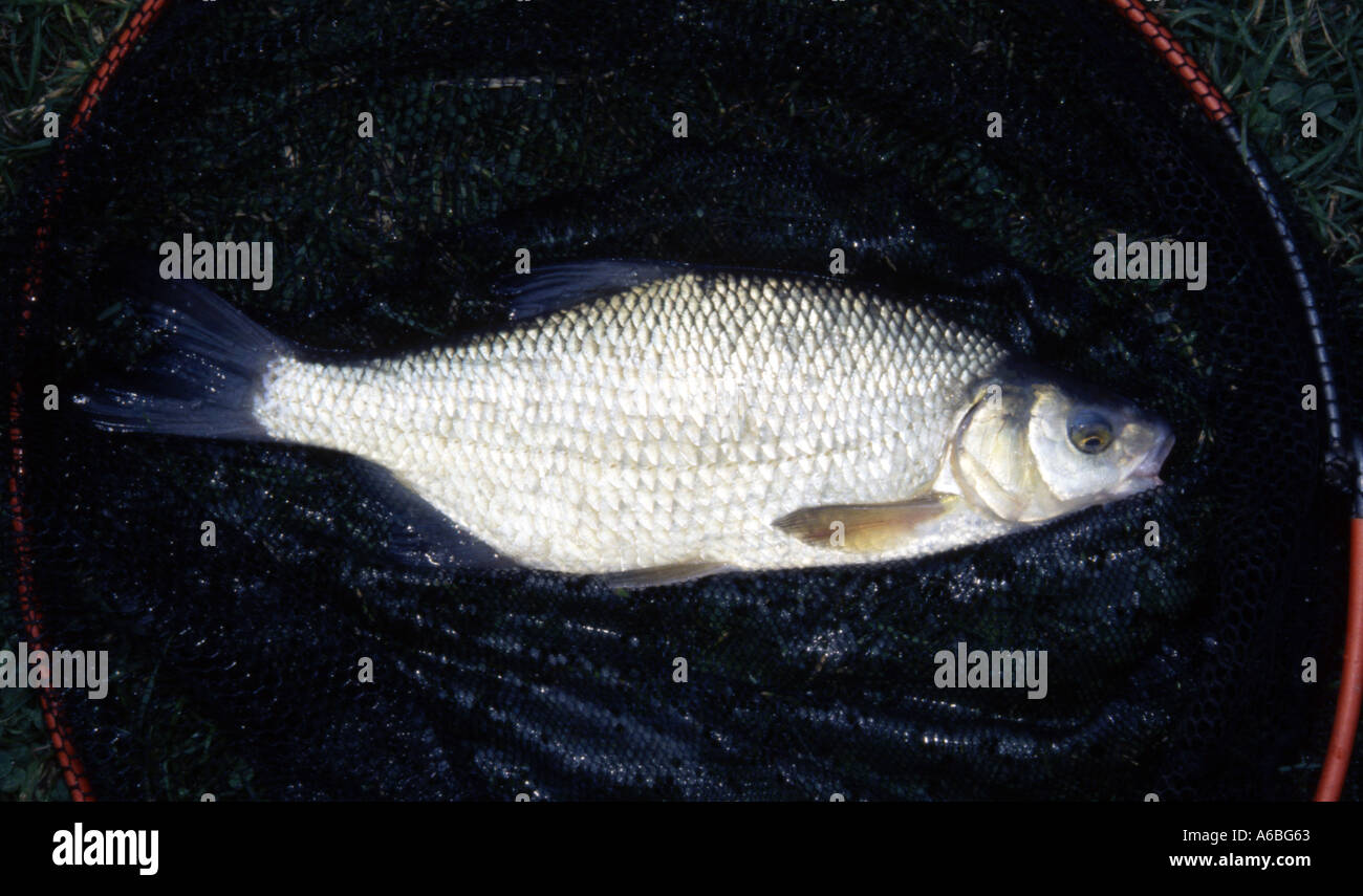 Small Common Bream a deep bodied fresh water fish of slow moving water Family Cyprinidae Abramis brama Stock Photo