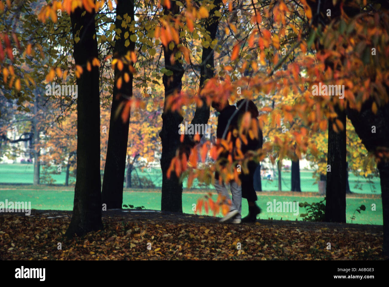 A COUPLE WALK UNDER AUTUMN TREES CAMBRIDGE UK-ENGLAND IN THE FALL Stock Photo