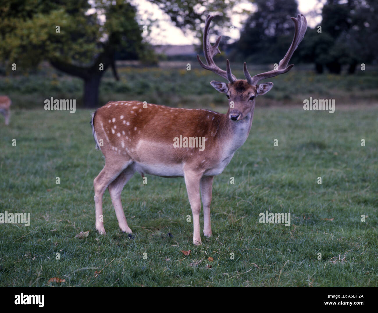 Roe Deer stag in country park Capreolus capreolus Stock Photo - Alamy
