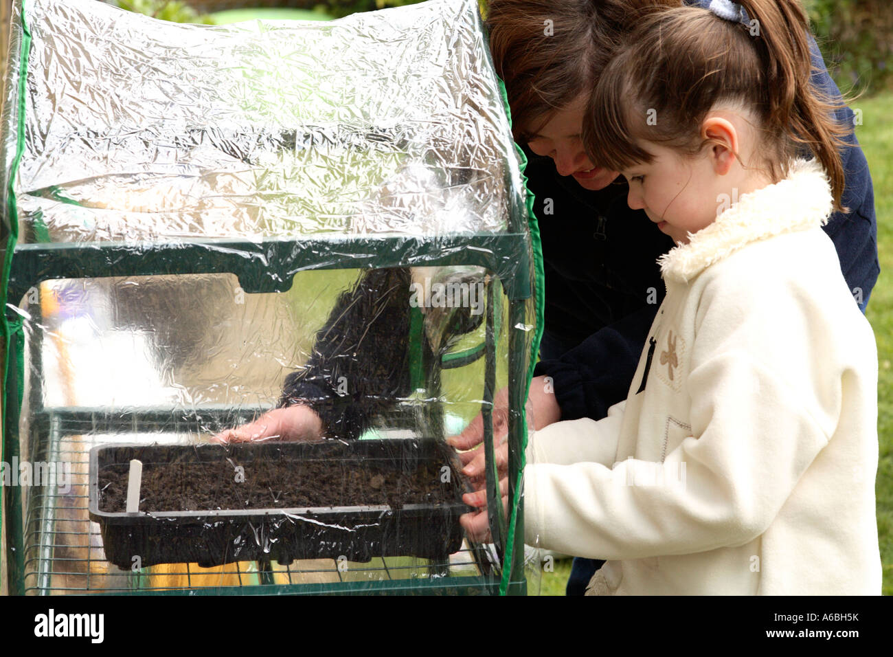 Mother helping her young daughter place planted seed trays into small plastic greenhouse for germination in early spring Stock Photo