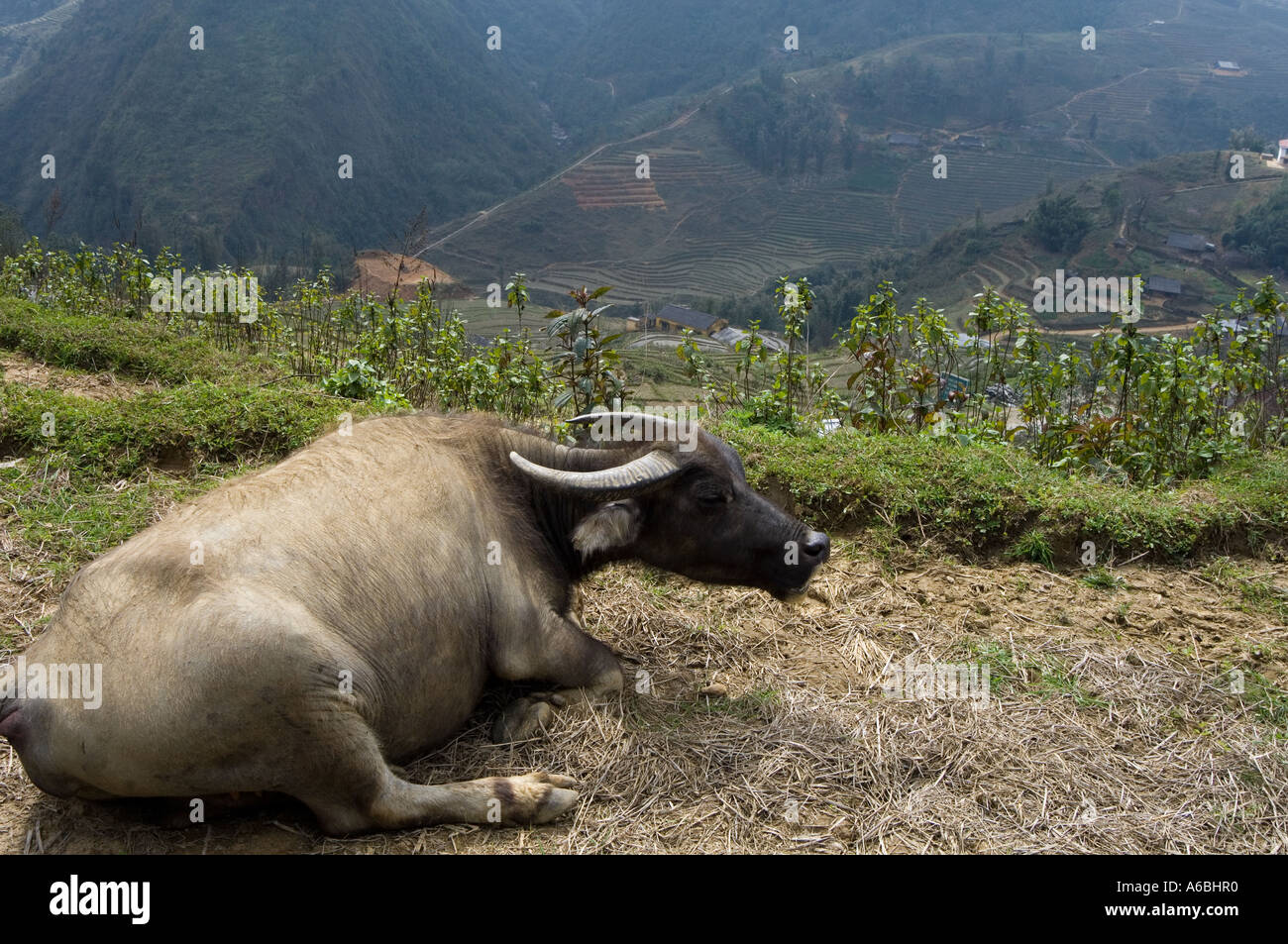 A water buffalo takes in the view Sapa North Vietnam Stock Photo