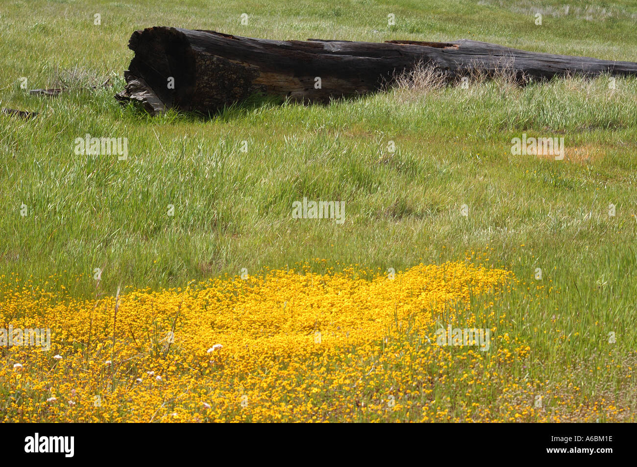 Los Padres National Forest Stock Photo - Alamy
