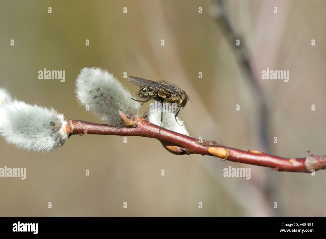 fly on willow catkin Stock Photo