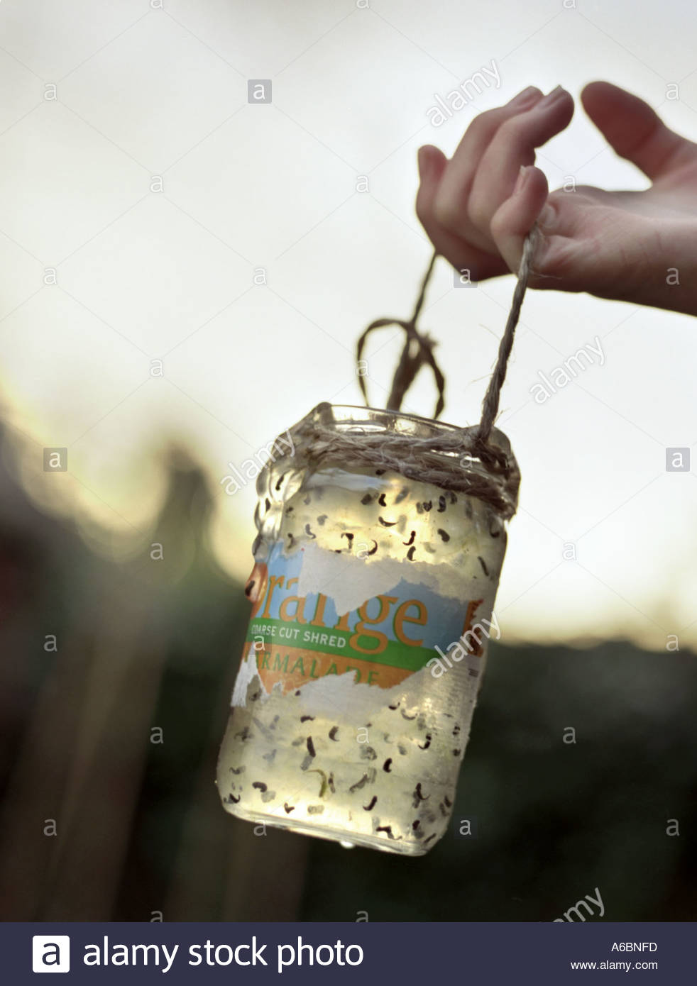 Jar Of Tadpoles High Resolution Stock Photography and Images Alamy